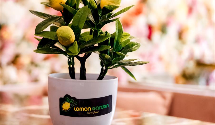 Small Lemon Tree on cafe table