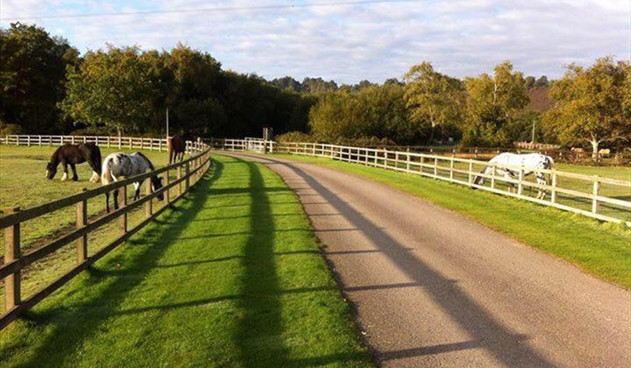 Horses at Dudmoor farm.