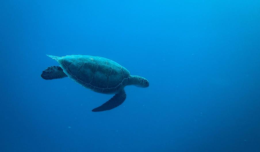 Sea Turtle in blue ocean