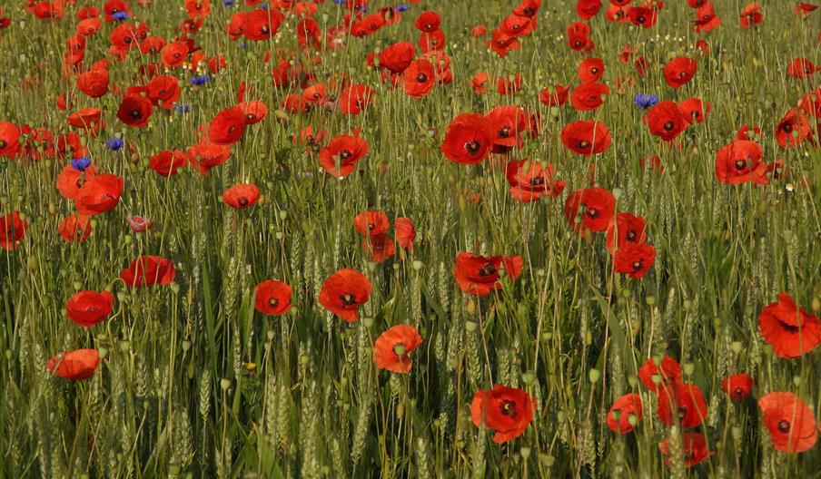 Poppy field