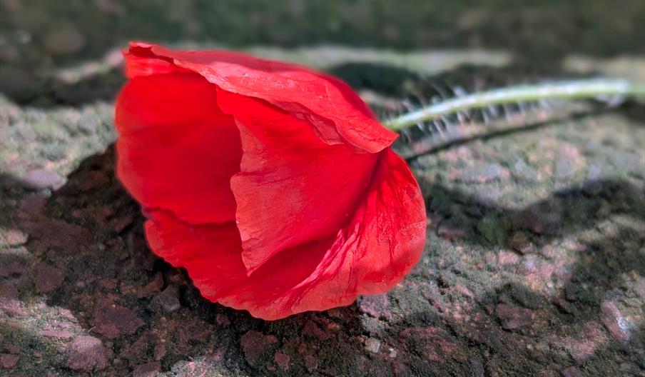 Poppy on grey textured background