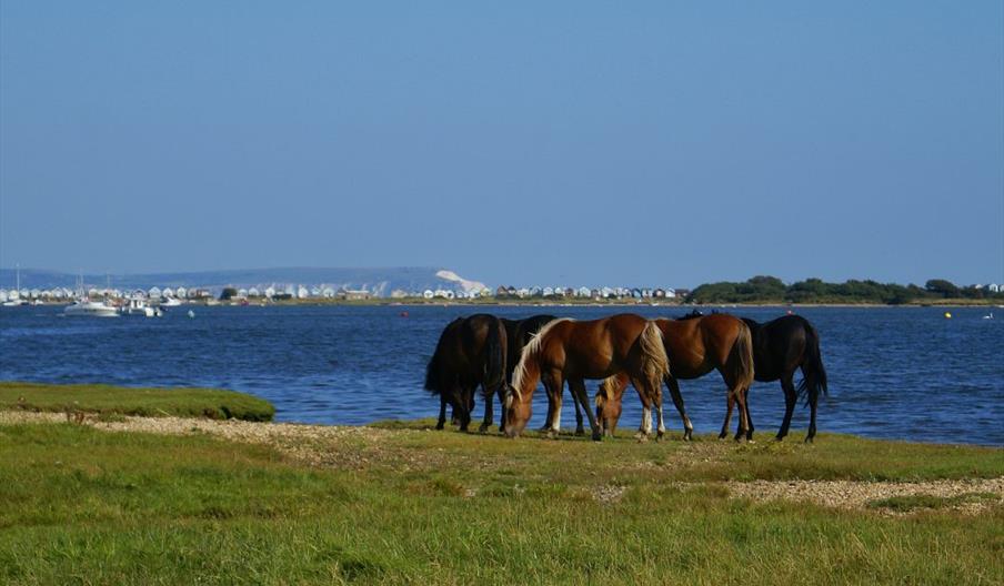 View of Mudeford and The Idle of Wight image by: Andrew Millard Photography