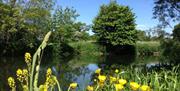 yellow buttercups and river scene Meadowbank Holidays