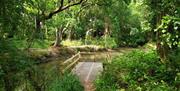 Stagnant pool inside the nature reserve.