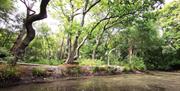 Some trees at the side of a pond in Steamer Point Nature Reserve.