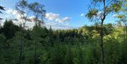 Lush green trees tower over Ramsdown