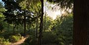 ramsdown forest at sunset