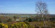 Another view from the top of St Catherine's with a tree and white house in foreground.