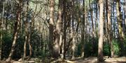 A low angle shot of some of the trees in the nature reserve.