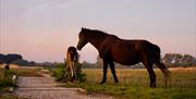 Pony and foal on Stanpit Marsh.
