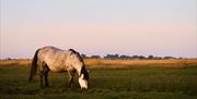 White and grey pony on Stanpit Marsh.