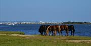 View of Mudeford and The Idle of Wight image by: Andrew Millard Photography