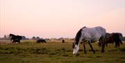 Herd of ponies grazing on Stanpit Marsh.